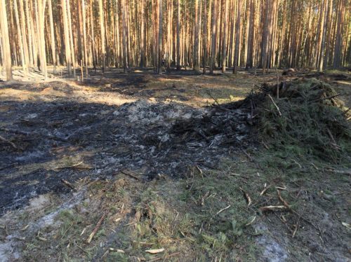 Режим ЧС введен в Нижегородской области из-за лесного пожара - фото 1