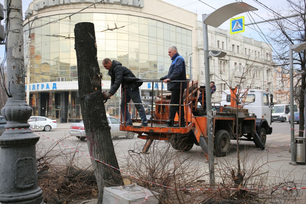 В центре Воронежа спилили аварийные деревья  - фото 1
