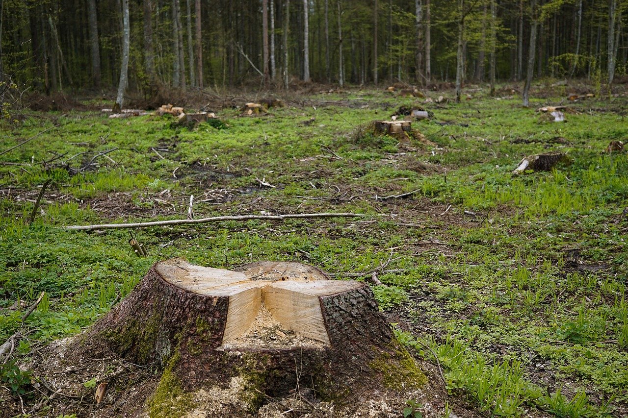 Жители ЖК “Новая Самара” продолжают борьбу за лес в Красноглинском районе