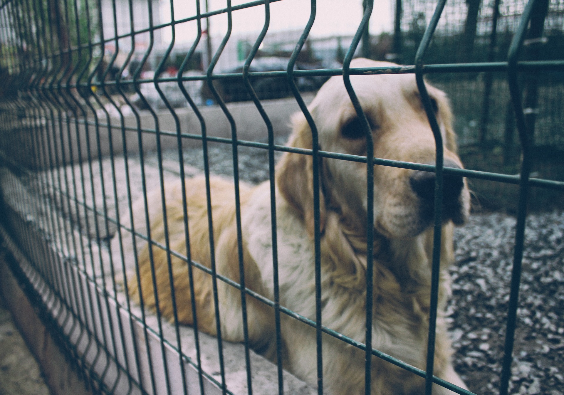 В Воронеже за 8,3 млн рублей отловят бродячих собак и вернут их обратно на улицы - фото 1