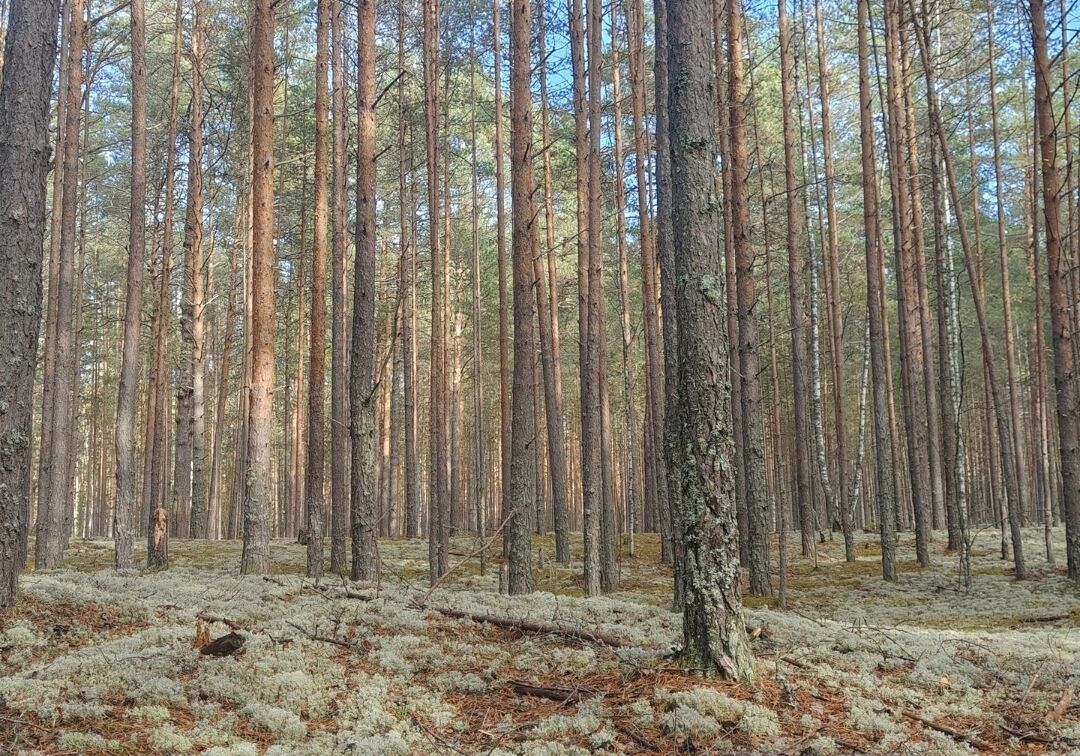 Более 15 млн деревьев вырастят в питомниках Нижегородской области за три года - фото 1