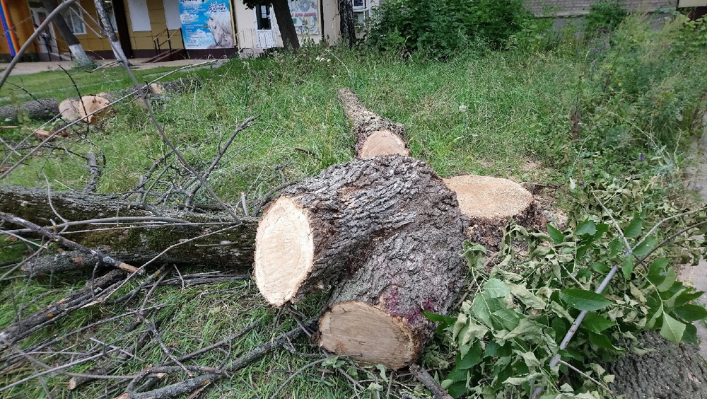 В Центральном районе Воронежа вырубают старые деревья